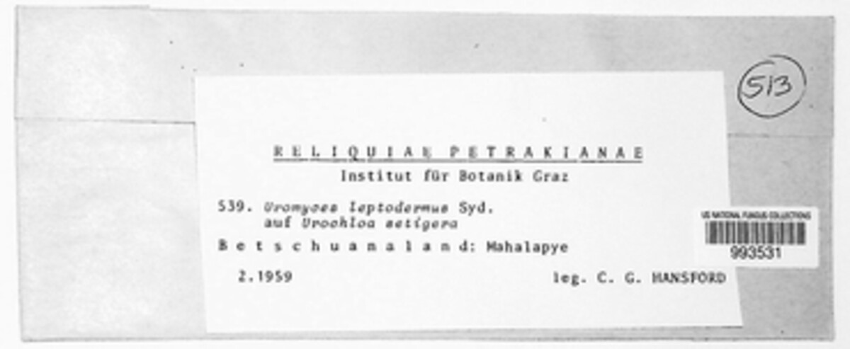Uromyces setariae-italicae image